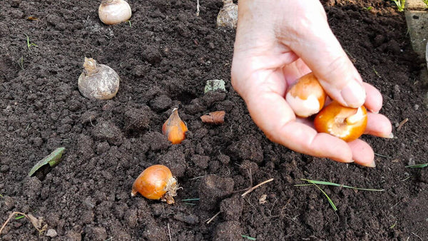 Planting Dahlia Bulbs