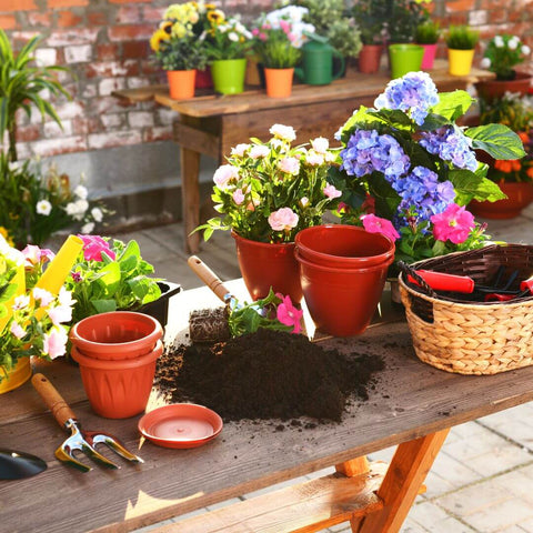 Planting Hydrangeas and Flowers