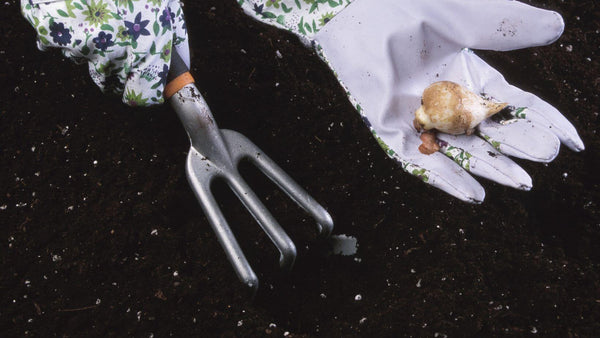 Planting bulbs with gloves and gardening tool