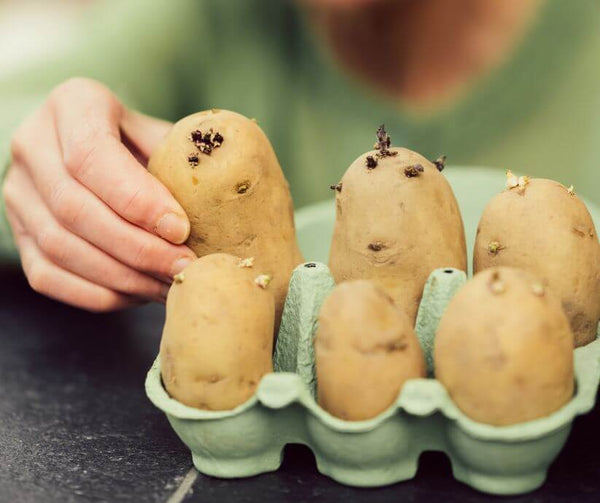 chitting potatoes in egg carton