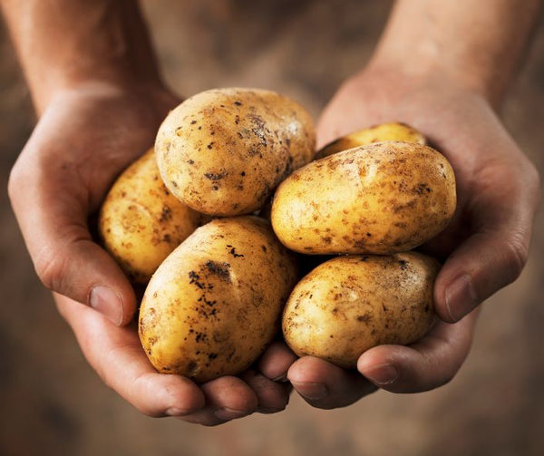 Potatoes in Hands
