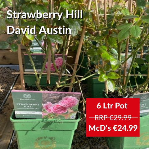 Strawberry Hill David Austin Climbing Rose at McD's Garden Centres