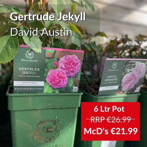 Getrude Jekyll David Austin Fragrant Rose 