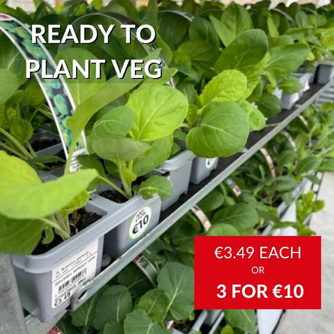 Vegetables ready for planting 3 for €10