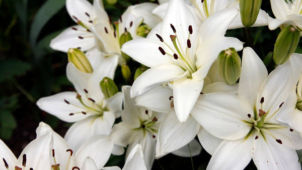 White Lilies in bloom