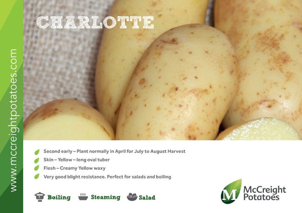 Charlotte Potatoes