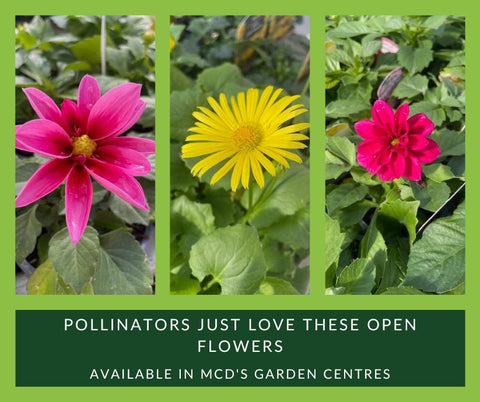 Open flowers Perfect for Pollinators