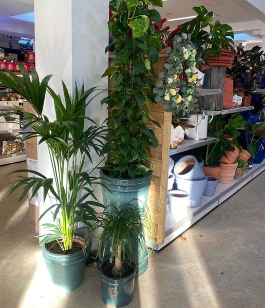 potted plants in McD's Garden and Home
