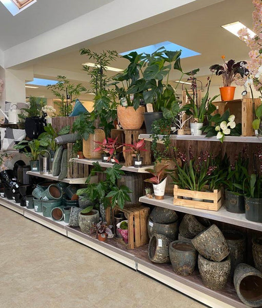 Rows of House Plants and Pots