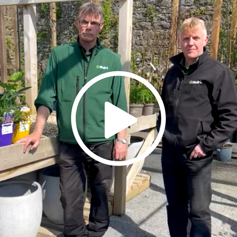 Horticulturalist Leo and Adrian show pollinator plants available in Loughrea McDs Garden and Home