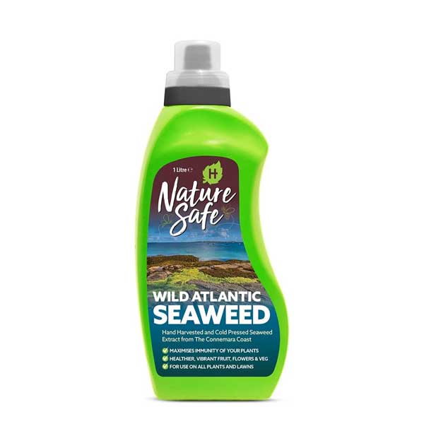 Wild Atlantic Seaweed
