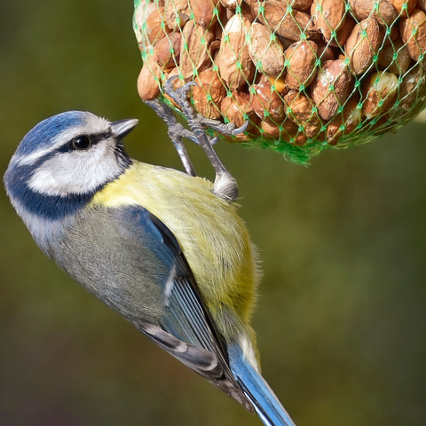Bird Feeding on Nuts from bird feeder