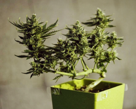 Bonsai cannabis