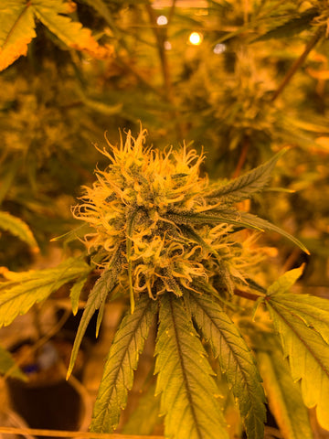 Flor hembra de cannabis, se pueden obserbar los tricomas característicos de las flores