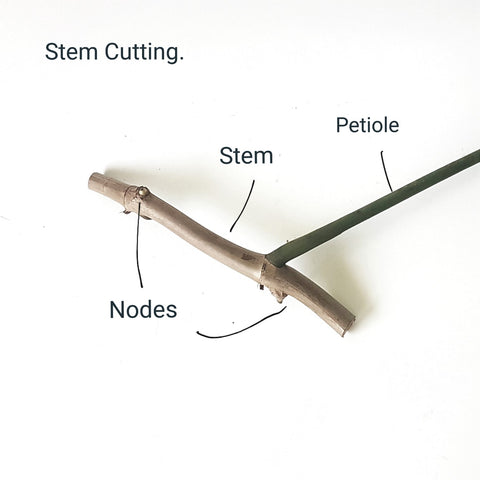 Diagram to label the names of the parts of a woody Philodendron stem cutting