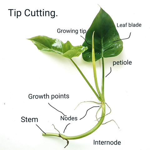 Diagram showing the parts of a single philodendron tip cutting.