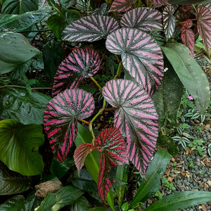 Begonia brevirimosa ssp. exotica Cuttings 3 Pack. – The Plant Factor