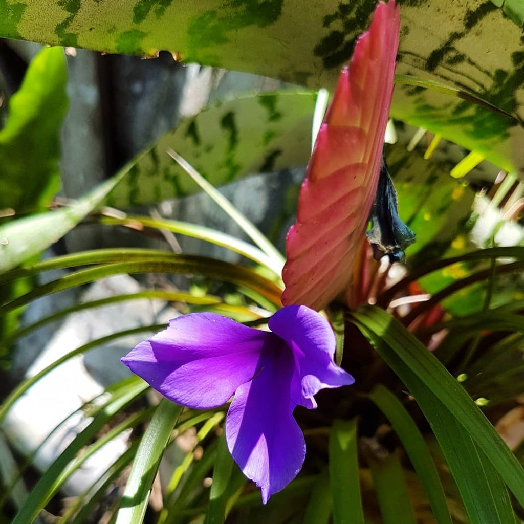 Pink Quill - Wallisia cyanea – The Plant Factor