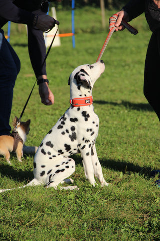 Dalmata 