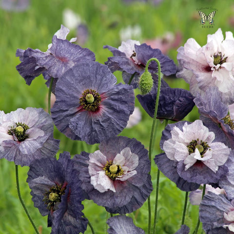 Amazing Grey Poppy