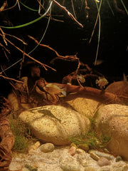biotopo boca de fuego firemouth aquaristic nico luchoro