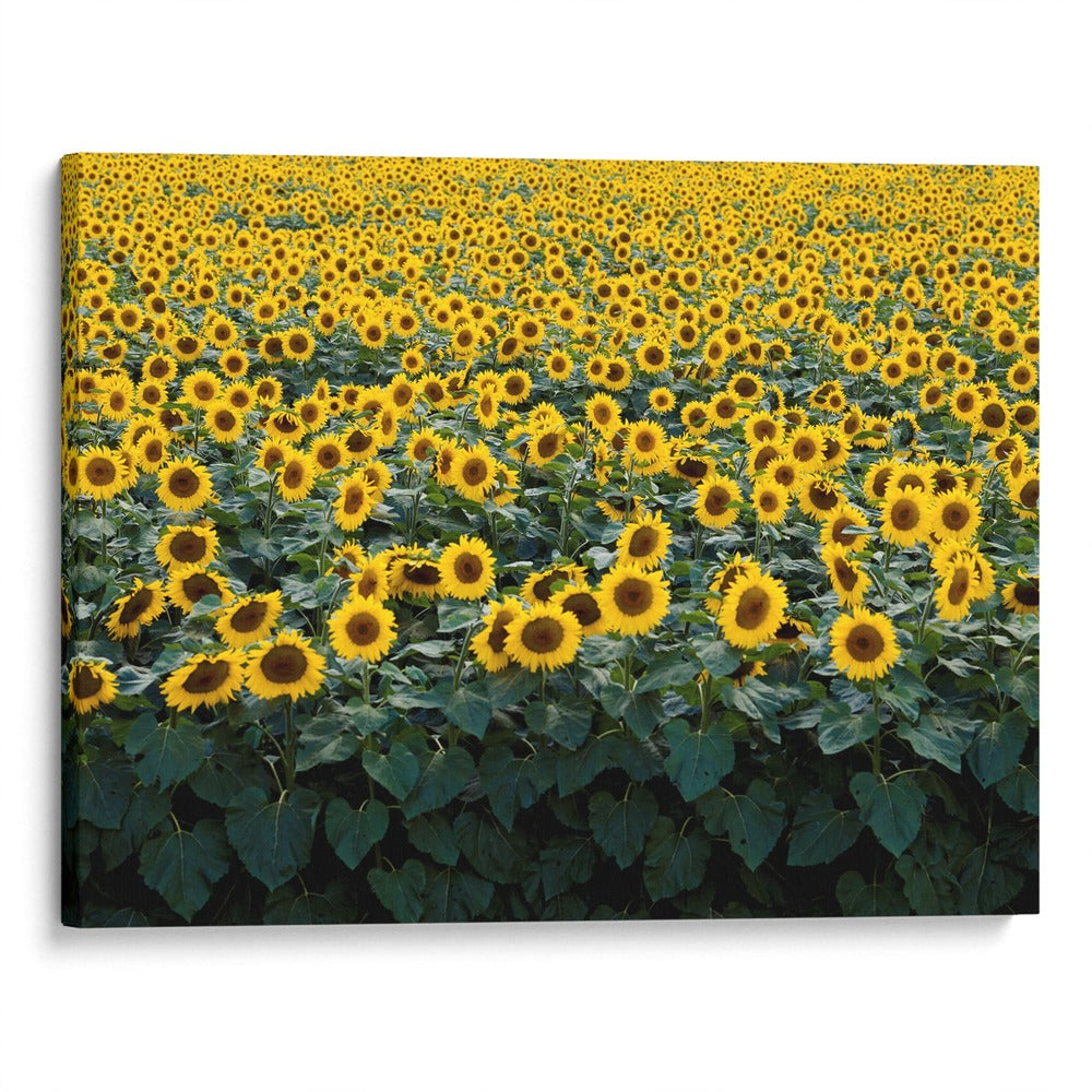 Pradera de Girasoles – Mercado Artista