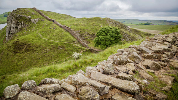 A section of Hadrian's Wall at Sycamore Gap in England. A stretch of old natural stone wall and green fields can be seen, as well as part of a sycamore tree