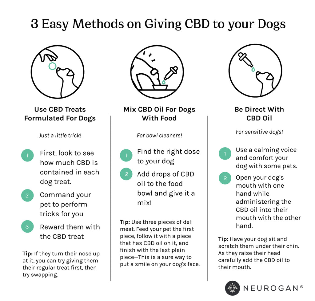 3 Easy Methods on Giving CBD To Your Dogs