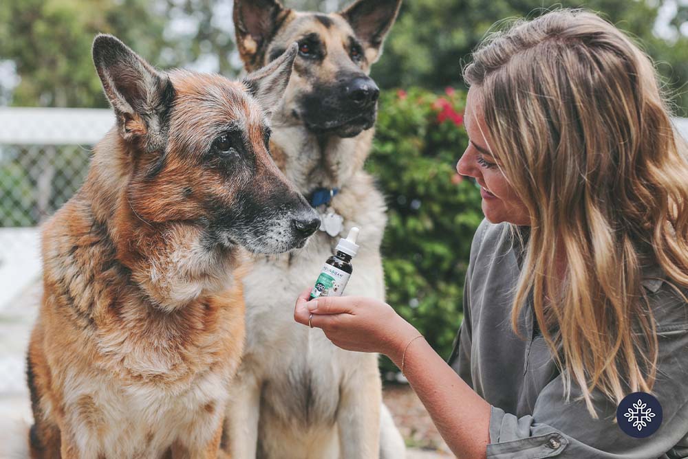 Old dog sniffing a bottle of CBD Oil in the hand on a girl
