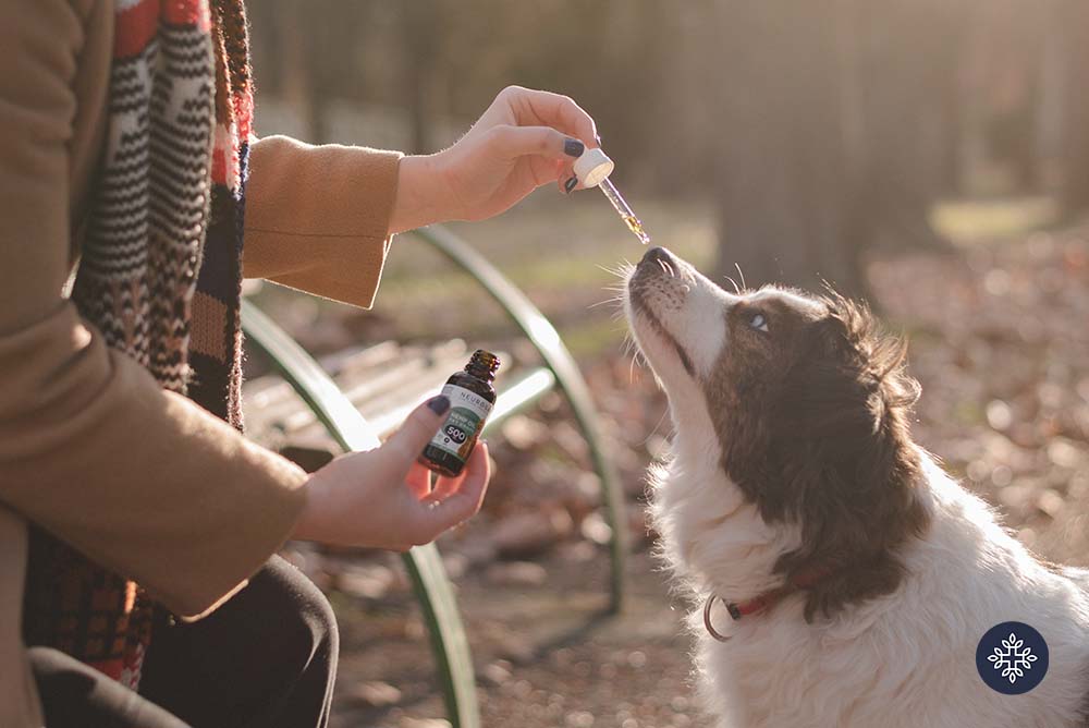 Dog liking a CBD Dropper