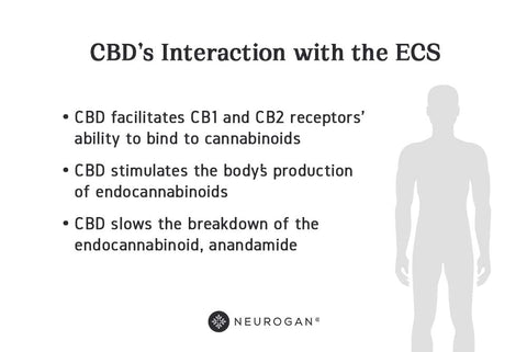 CBD Interaction with ECS