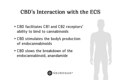 CBD Interaction with the ECD system