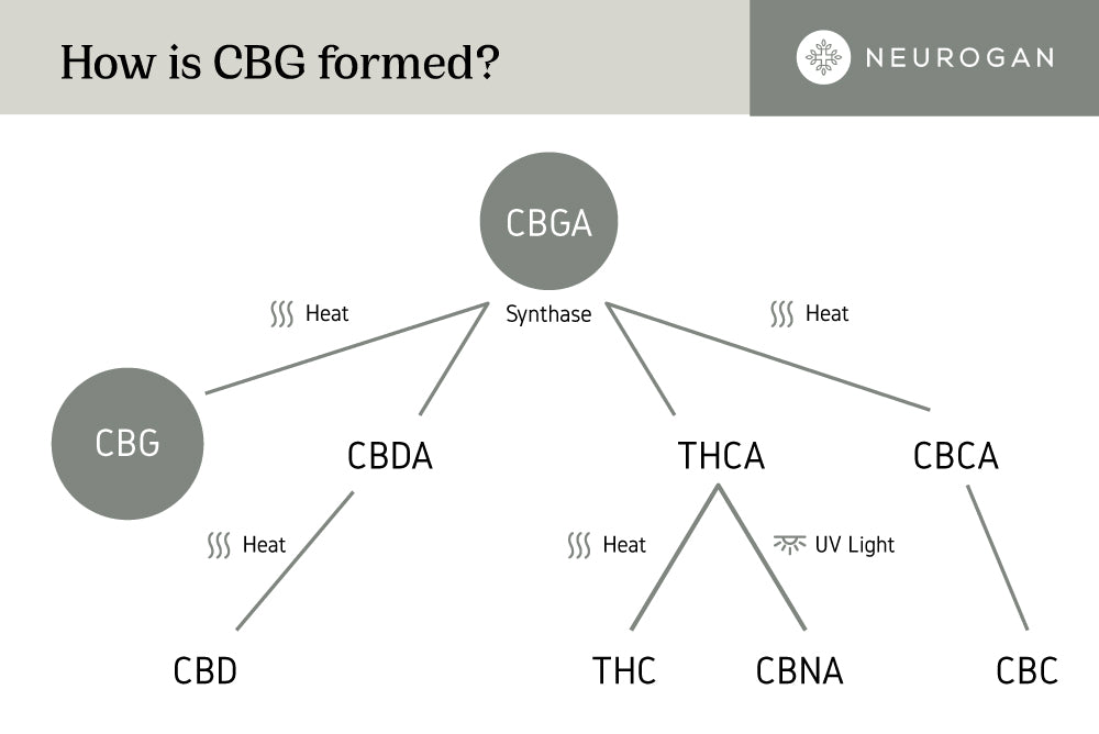 How is CBGa created?