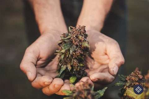 Hands holding a cannabis flower is a plant field