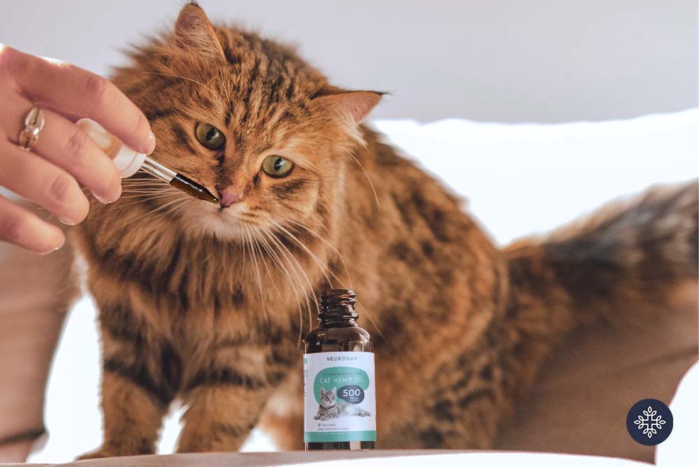 Cat liking a Neurogan's CBD Oil Dropper