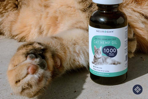 Orange Cat’s Paw Beside a Bottle of Neurogan THC Free Broad Spectrum CBD Oil for Cats