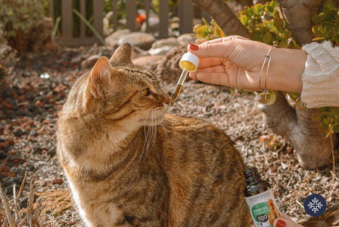 Orange, Striped Tabby Cat Inspects Pipette filled with Golden Colored Oil from a Bottle of Neurogan CBD Oil for Pets