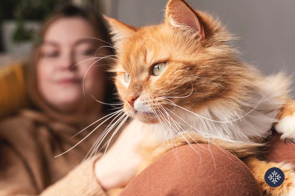 Cat laying on the legs of a woman