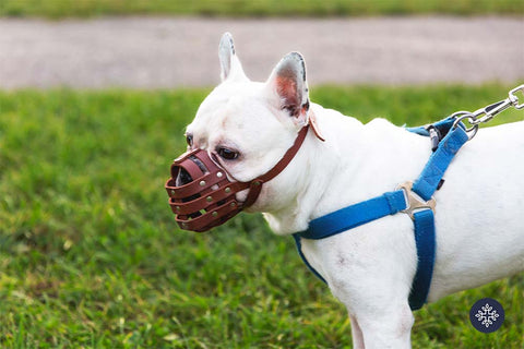beige dog with muzzle outdoors