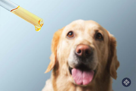 Golden retriever dog looking at a CBD Oil dropper