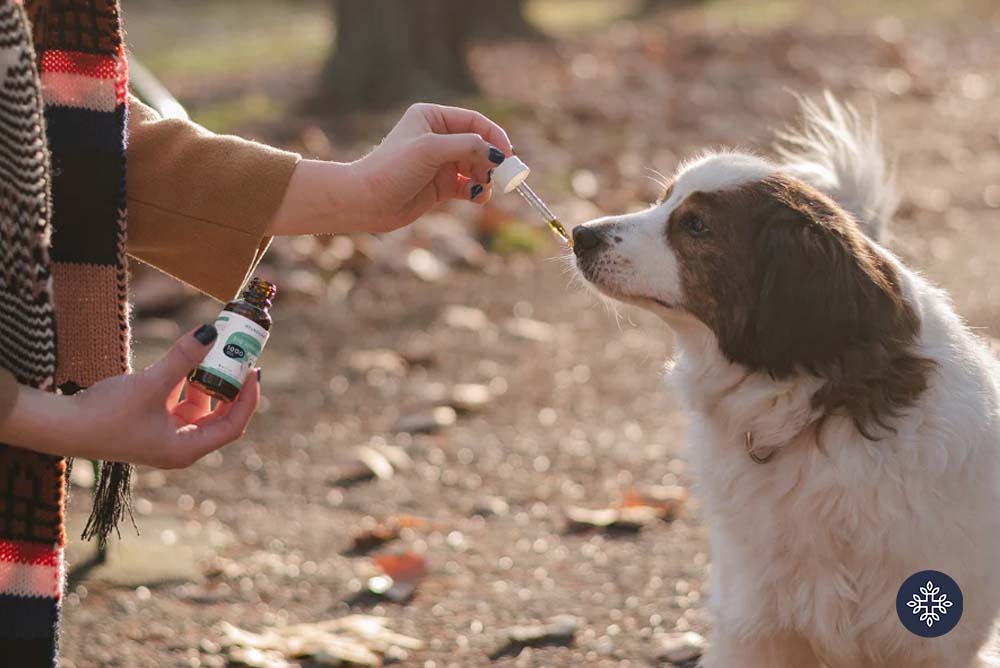 woman giving a dog CBD Oil with a dropper