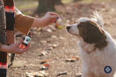 Person feeding CBD Oil to a dog