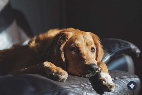 How Can CBD Help An Anxious Dog?