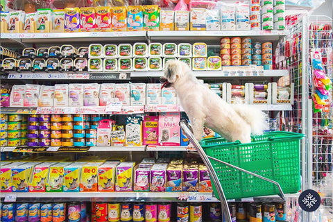 Dog in a shopping kart looking at the dog food aisle