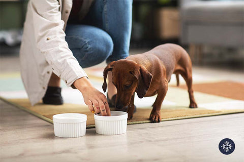 Sausage dog eating from a bowl