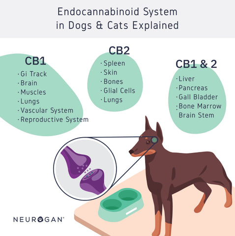 Infographic of the Endocannabinoid System in dogs and cats explained