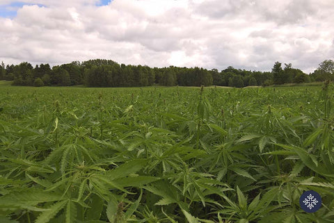 Photo of Vast Outdoor Field That's Dense With Green, Healthy, Cannabis Plants, with Cloudy and Blue Skies to Depict Neurogan’s CBD Origin