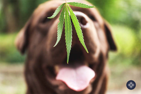 Hemp leaf hanging and dog looking at it from behind