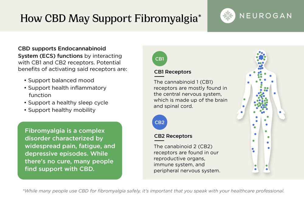 Detailed infographic on how CBD works for supporting fibromyalgia and the endocannabinoid system