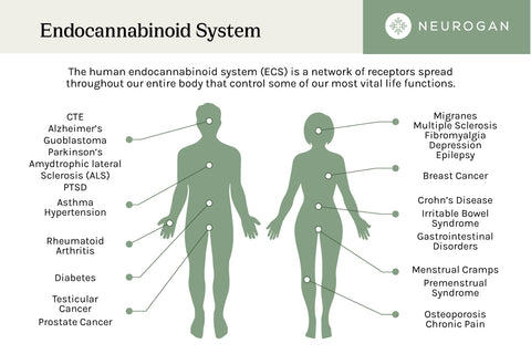 Endocannabinoid System